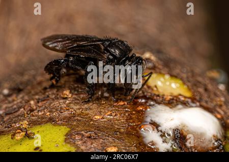 Adult Stingless Bee of the Tribe Meliponini Stock Photo