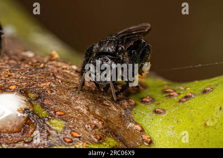 Adult Stingless Bee of the Tribe Meliponini Stock Photo