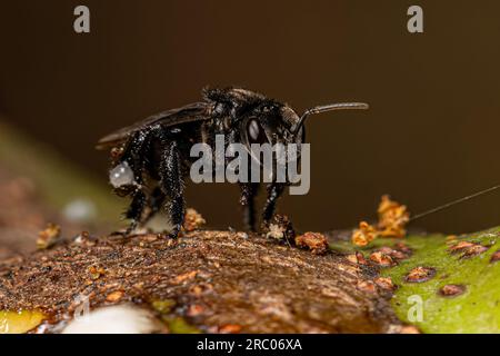 Adult Stingless Bee of the Tribe Meliponini Stock Photo