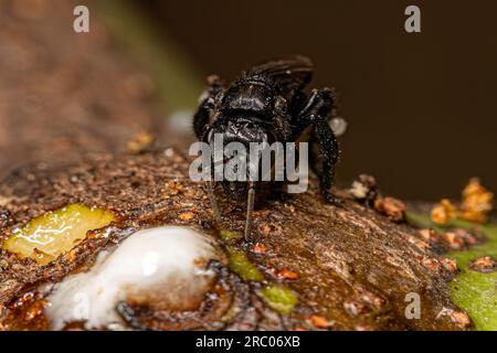 Adult Stingless Bee of the Tribe Meliponini Stock Photo