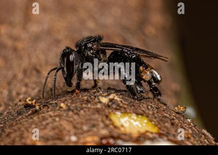 Adult Stingless Bee of the Tribe Meliponini Stock Photo