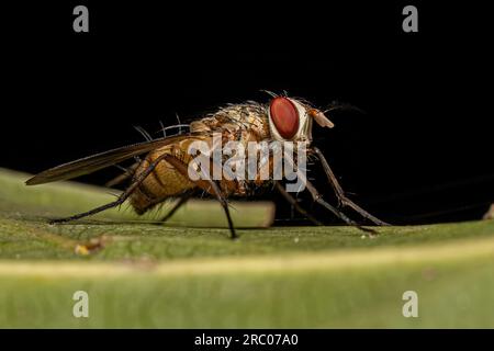 Adult Bristle Fly of the Family Tachinidae Stock Photo - Alamy