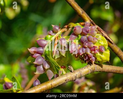 Purple bunch of beech gall midge mikiola fagi, cecidomyia fagi caused by a Cecidomyiidae fly on green leaf Stock Photo