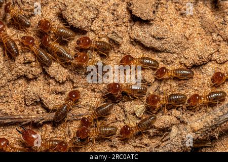 Adult Jawsnouted Termites of the species Syntermes nanus Stock Photo