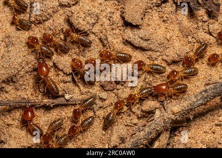 Adult Jawsnouted Termites of the species Syntermes nanus Stock Photo