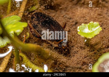 Adult Predaceous Diving Beetle of the Genus Thermonectus Stock Photo