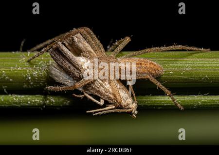 Adult Female Running Crab Spider of the genus Genus Tibelloides preying on a moth Stock Photo