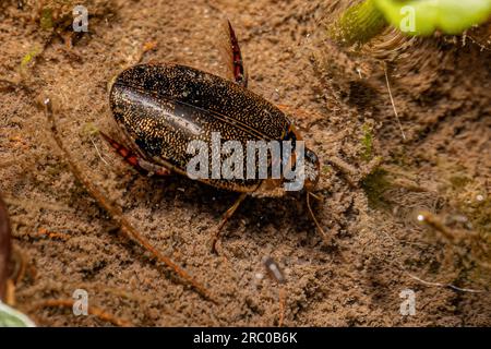 Adult Predaceous Diving Beetle of the Genus Thermonectus Stock Photo
