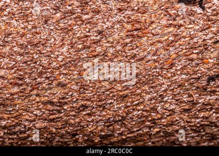 Citrus Snow Scale Insect of the species Unaspis citri Stock Photo