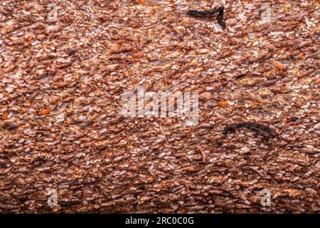 Citrus Snow Scale Insect of the species Unaspis citri Stock Photo