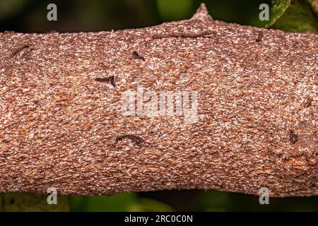 Citrus Snow Scale Insect of the species Unaspis citri Stock Photo