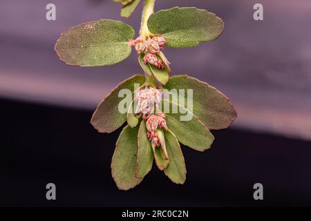Red Caustic-Creeper Plant of the species Euphorbia thymifolia Stock Photo