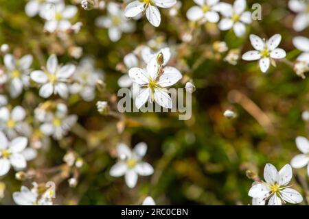Close up of leadwort (minuartia verna) flowers in bloom Stock Photo
