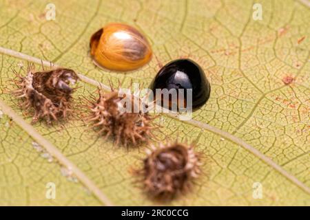 Adult Scale-feeding Lady Beetles of the species Chilocorus nigritus Stock Photo
