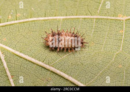 Scale-feeding Lady Beetle Larva of the species Chilocorus nigritus Stock Photo
