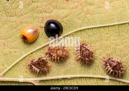 Adult Scale-feeding Lady Beetles of the species Chilocorus nigritus Stock Photo