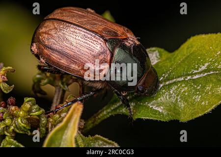 Adult Brown Scarab of the Family Scarabaeidae with acari Stock Photo