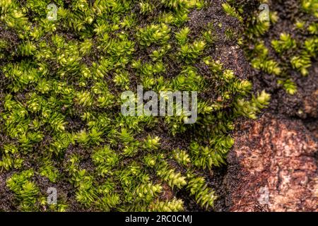 Green True Mosses of the Phylum Bryophyta Stock Photo