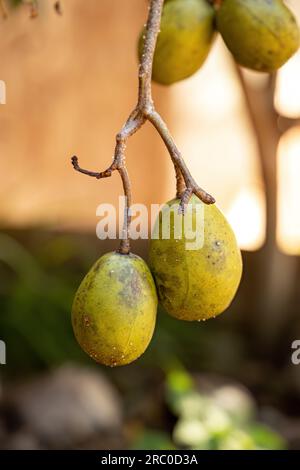 Mombins Tree Fruit of the Genus Spondias Stock Photo