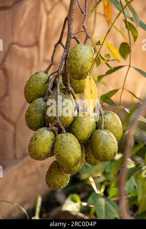 Mombins Tree Fruit of the Genus Spondias Stock Photo