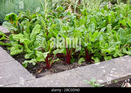 Swiss Chard ( Beta vulgaris subsp. vulgaris ) growing in an allotment garden Stock Photo