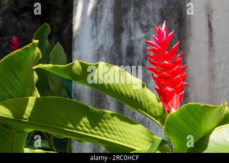 The flower of Alpinia purpurata, a herbaceous plant, belongs to the Zingiberaceae family. Alpinia purpurata, red ginger, also called ostrich plume and Stock Photo