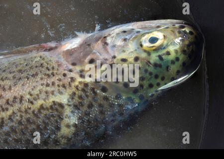 Brown trout, Salmo trutta: The brown trout, scientifically known as Salmo trutta, is a widely recognized species of fish that is sought after by angle Stock Photo