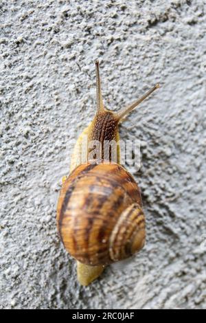 A large snail crawls on a gray stone close-up top view. Stock Photo
