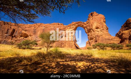 Aloba hi res stock photography and images Alamy