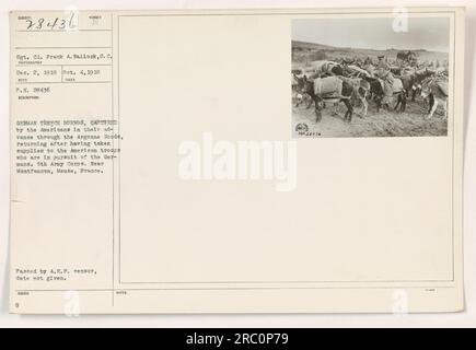 'German trench burros, captured by Americans in the Argonne Woods, returning after delivering supplies to American troops pursuing Germans, 5th Army Corps. Near Montfaucon, Meuse, France. Photograph taken on October 4, 1918. Sgt. C1. Frank A. Wallock captured the image. Approved by A.E.P. censor.' Stock Photo