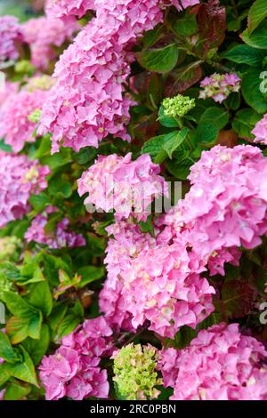 Garden hydrangea, Lace cap hydrangea (Hydrangea macrophylla 'Bouquet Rose', Hydrangea macrophylla Bouquet Rose), cultivar Bouquet Rose, blooming - Stock Photo
