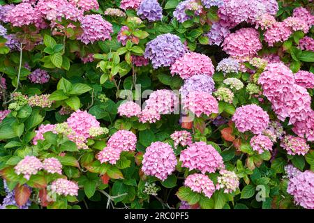 Garden hydrangea, Lace cap hydrangea (Hydrangea macrophylla 'Bouquet Rose', Hydrangea macrophylla Bouquet Rose), cultivar Bouquet Rose, blooming - Stock Photo
