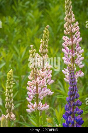 Lupines or Lupine also know regionally as Bluebonnet  in Upper Wisconsin USA Stock Photo