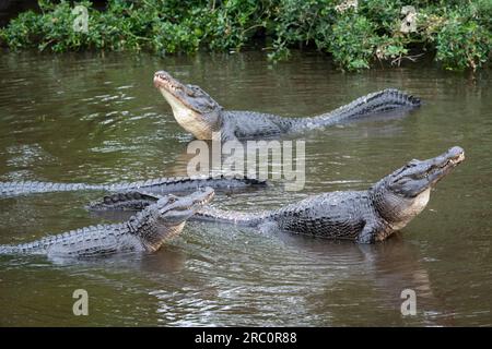 American alligator (Alligator mississippiensis) displaying courtship behavior prior to mating, Florida, USA, by Dominique Braud/Dembinsky Photo Assoc Stock Photo