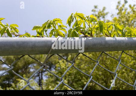 Metal fence with leaves from tree - green background. Taken in Toronto, Canada. Stock Photo