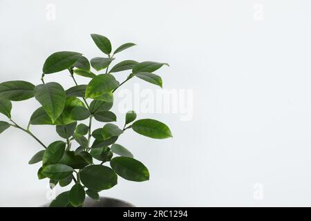 Beautiful potted lemon tree on white background, space for text. House decor Stock Photo