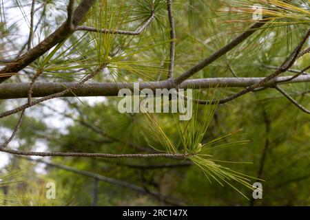 Pine needles on tree - green - background forest. Taken in Toronto, Canada. Stock Photo
