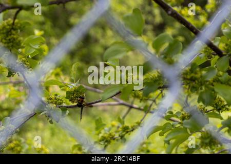 Carpenter bee sitting on tree - nectar stuck - behind metal fence. Taken in Toronto, Canada. Stock Photo