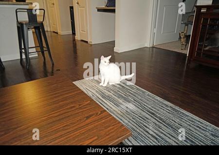 White Cat Stock Photo