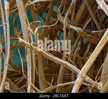 Jute fibres, SEM Stock Photo