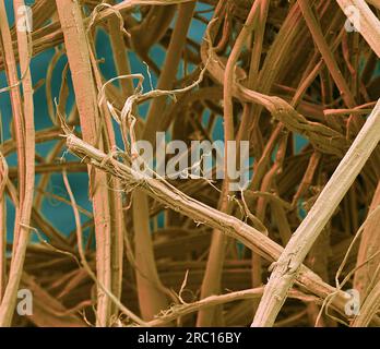 Jute fibres, SEM Stock Photo
