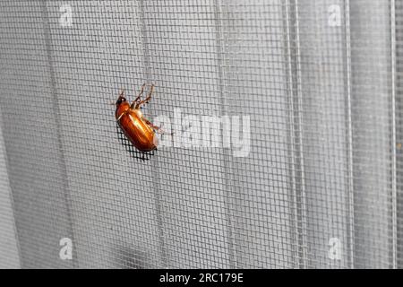 May beetle - red beetle - window screen background. Taken in Toronto, Canada. Stock Photo