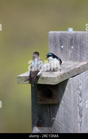 A male and female tree swallow pair having a heated discussion on top of a bluebird house Stock Photo