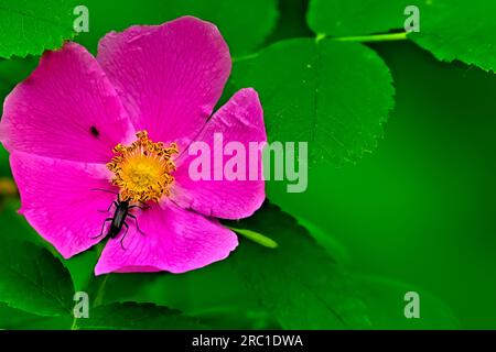 A close up image of a pretty wild rose blossom, Rosa acicularis, with a black beetle on a green leaf background. Stock Photo