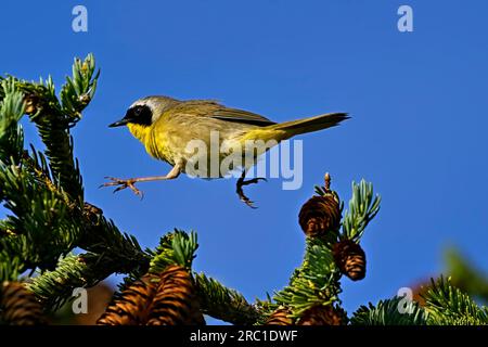 A Common Yellow-throat Warbler'Geothlypis trichas', jumping from one spruce tree branch to another in his woodland habitat Stock Photo