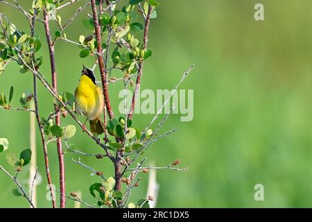 A Common Yellow-throat Warbler 'Geothlypis trichas', perched on a willow branch singing his morning song in his woodland habitat Stock Photo
