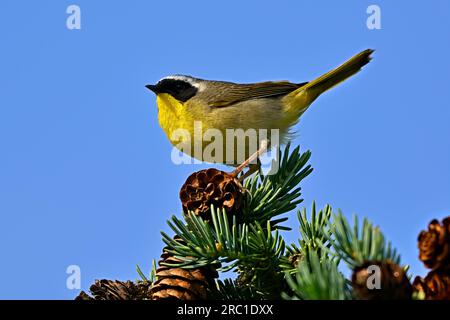 A Common Yellow-throat Warbler'Geothlypis trichas', perched on the top branch of a spruce tree in his woodland habitat Stock Photo