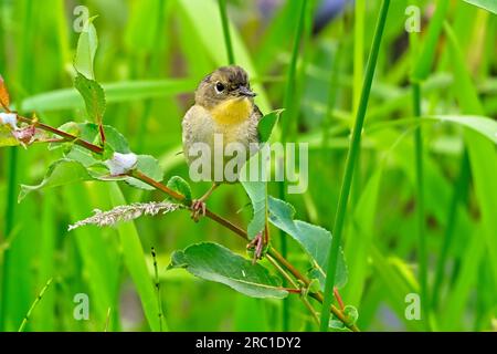 A female Yellow-throat Warbler'Geothlypis trichas', perched on a branch in his woodland habitat with a flying insect that she has captured. Stock Photo
