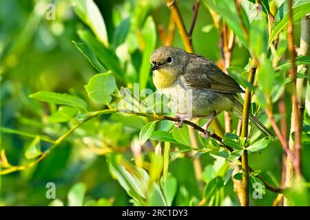 A Common Yellow-throat Warbler'Geothlypis trichas', fledging perched on a branch in his woodland habitat Stock Photo