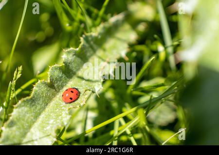 Red ladybug crawling on green leaf. Taken in Toronto, Canada. Stock Photo